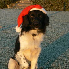 Zorro met kerst