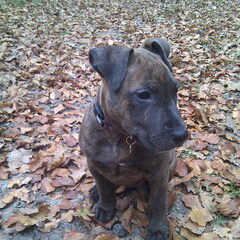 Wandelen in eext