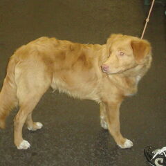 dogshow bleiswijk