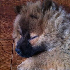 En dit is Bob, onze 3 maanden oude reu!! Wat een liefde is…