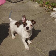 een hele leuke pup een bulljack,vader franse bulldog en…