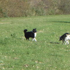 Met border collies spelen :D
