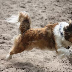 dit is dus linkie EN HIJ HEEFT DE BALLLLL!!!