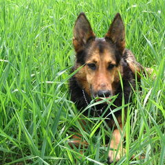 Kanjer, in memoriam