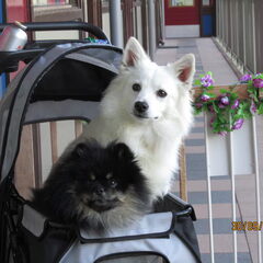 lOGAN EN nIKKI SAMEN IN DE BUGGY.