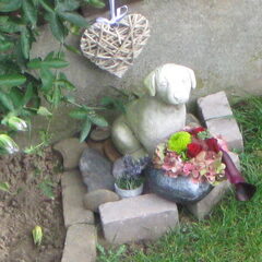 Onze tosca hebben we de as in de tuin dicht bij ons
