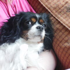 Ook honden kunnen rondhangen :)