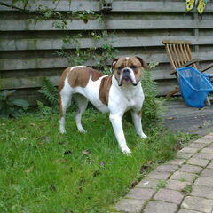jeany is geboren van vader big time,s rookie en moeder big…