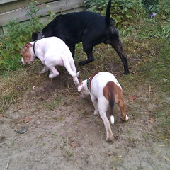 In de ganzepas achter de grote pappa aan :P
