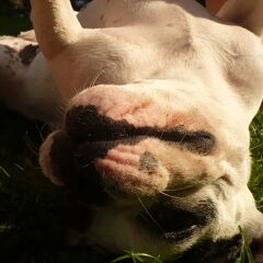 Rolle bolle!
