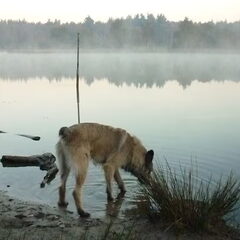 Van wandelen (rennen) in de ochtend krijg je dorst.