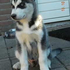 Balou poseert