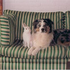 Mijn favoriete foto van Misty, samen met het konijn…