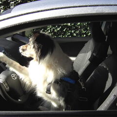 Een beetje moderne hond heeft een rijbewijs...