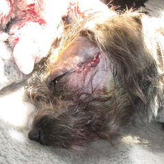 Dit is Noa na haar kaakoperatie. Noa was 2 maanden toen we…