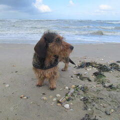 Met deze foto wint Niels de volgende prijs..... zie…