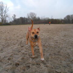 heel blij op t strand