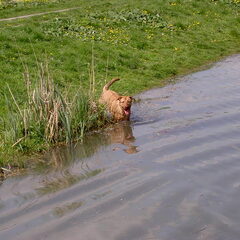 Roxy is een kruising Bordeauc dog/Duitse herder. Ze heeft…