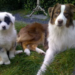 Finn & Marley in de tuin
