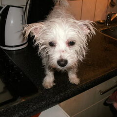 Alweer wassen :(