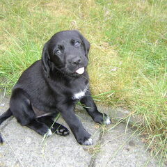 Kimba! 3e dag ( lief he )
