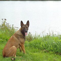 Kiekebe
