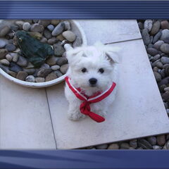 dit is rambo en is nu 13 weken oud