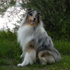 Dit was onze eerste collie, we hebben 3 jaar gewacht op…