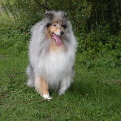 Net 1 dag bij ons, wat een super lieve hond!!!!