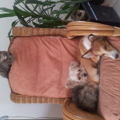 Mijn 2 scheetjes. En poessie die alles in de gaten houdt;-)