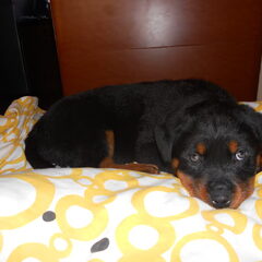 rex