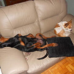 rex en rhino