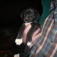 Pupje Kellie