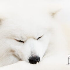 Polar