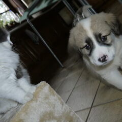 Moony & Mischka
