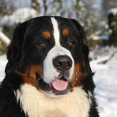 Dit is Thomas, onze tweede Berner, een super lieve…
