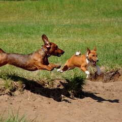 Born to run!