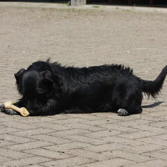 Dit is Max, onze mini, Max komt uit het asiel en is een…