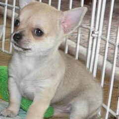 Bailey als pup nog in het nest.