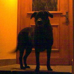 m,n 2de hond hugo ..kruising labrador / flatcoat ..13 jaar…