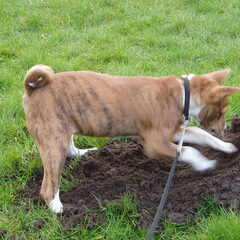 Graven, graven, en nog eens graven!! Tot ze de mol gevonden…