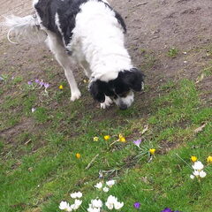 Dit is de hond van mij, en de boerderij waar ik woon... Ze…
