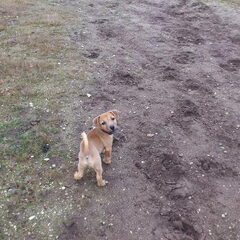 schiet op!