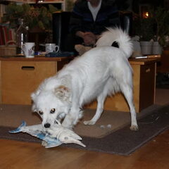 Kobus, kruising Kees, bijna 1 jaar oud