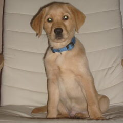 onze pip