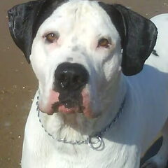 chico a la fotomodel
