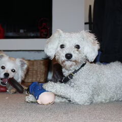 Ollie en Kobus