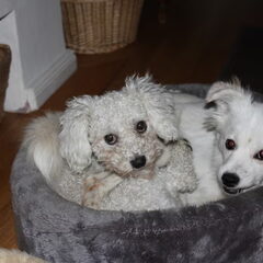 Ollie en Kobus samen in mini mandje