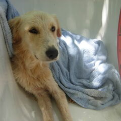 Asiel Curacao. Na het badritueel...je was de enige hond…