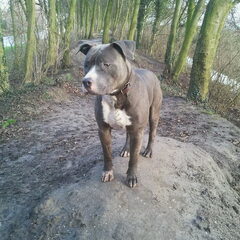 Diesel!